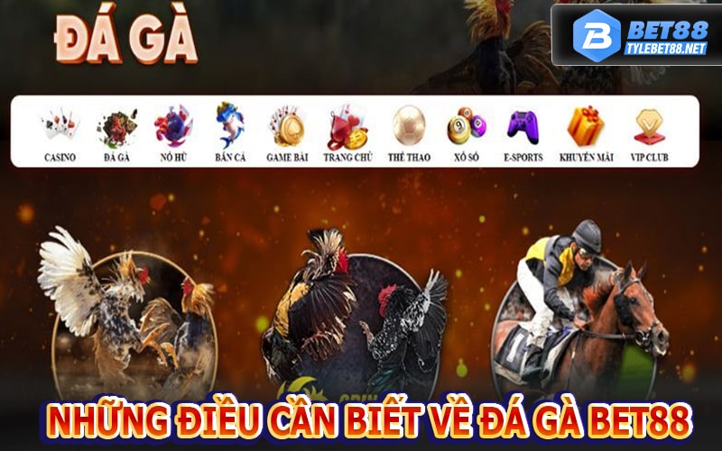 Những điều bạn cần biết về sân chơi Đá gà bet88